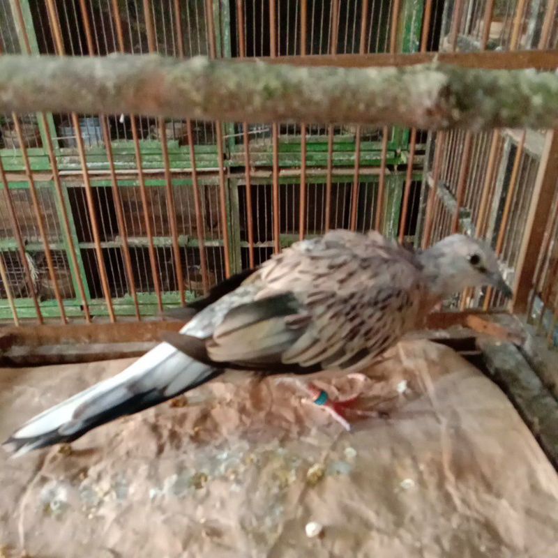 tekukur leopard ring ternama