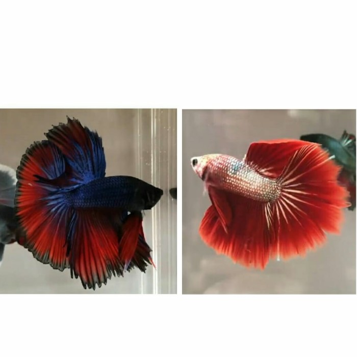 ikan cupang hias halfmoon mumer 1 paket