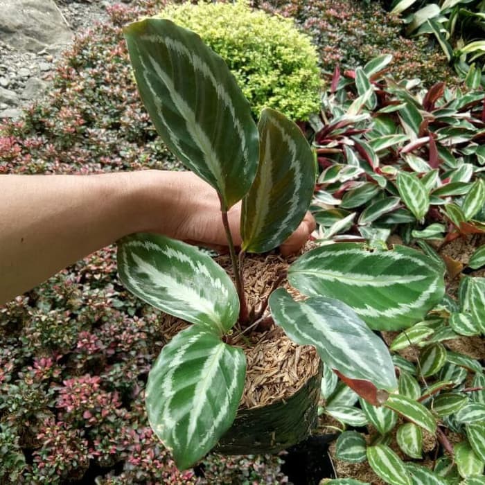 tanaman hias calathea silver back