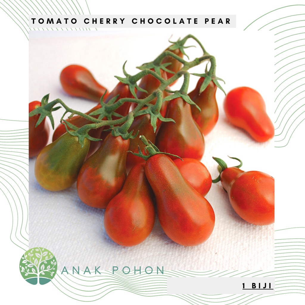 Benih Bibit Biji - Tomat Cherry Chocolate Pear Cokelat Tomato Seeds