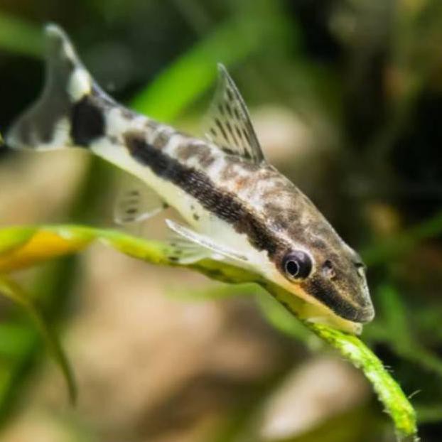 Terbaru Ikan Hias Otocinclus Affinis Aquascape Algae Eater