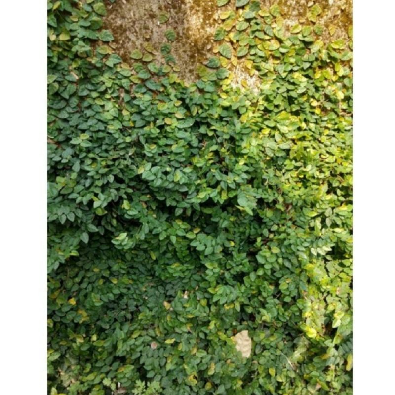 Climbing dollar daun kecil / fleksi flexi / bibit tanaman hias bunga rambat