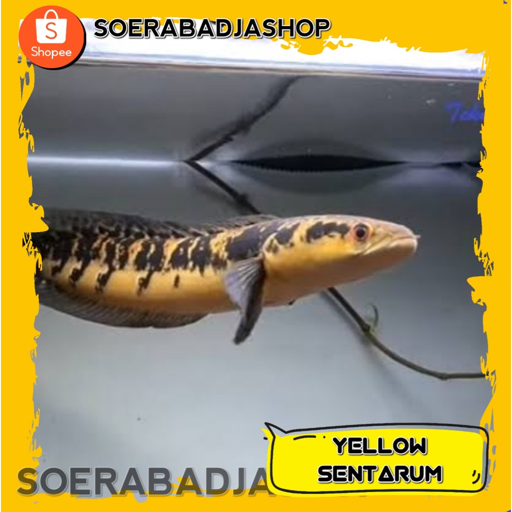 Ikan Predator Chana Yellow Sentarum 7-8 cm Chana Yellow Maru