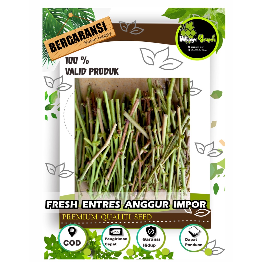 Entres Anggur Impor Fresh, Order Baru Pangkas Dari Indukan