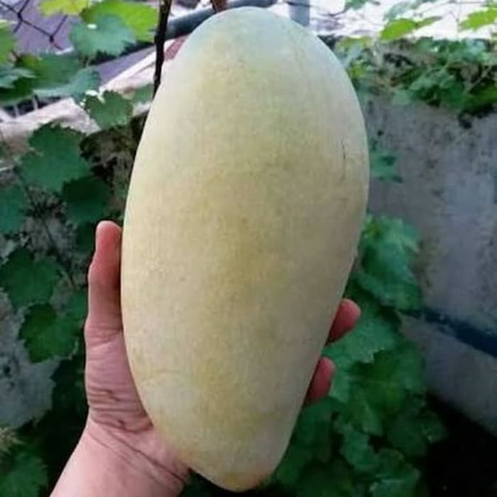 Bibit Buah Mangga Kiojay Super Jumbo