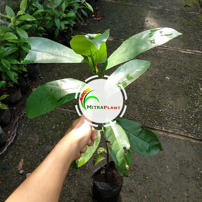 Bibit Pohon Buni Bibit Pohon Huni Bibit Tanaman Buni Bibit Tanaman Huni Buah Buni Wuni Bignai