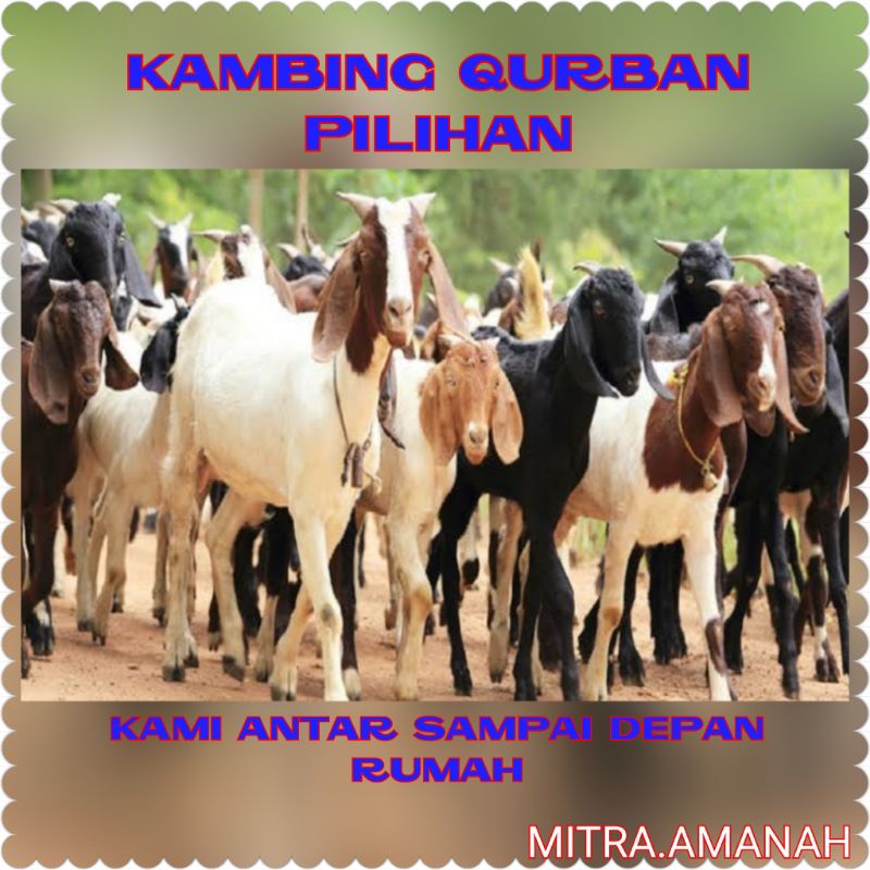 

KAMBING QURBAN & HAQIQAH PILIHAN