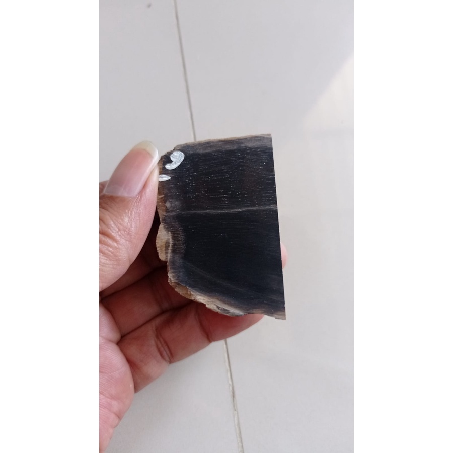 Fosil Kelor Kendit Hitam Pekat Super 2