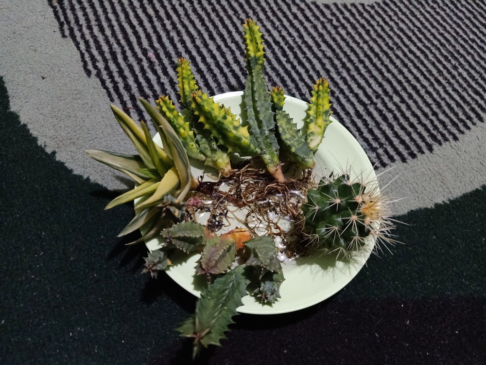 Tanaman Kaktus Hias Cactus Golden Barrel Barel