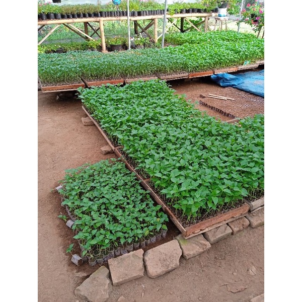 bibit cabe rawit siap tanam