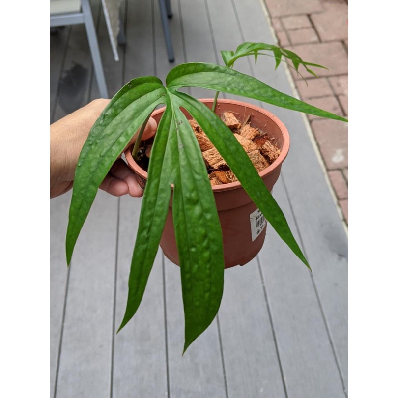 Tanaman Hias Amydrium Zippelianum