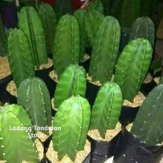 Tanaman hias katus belimbing katus koboi