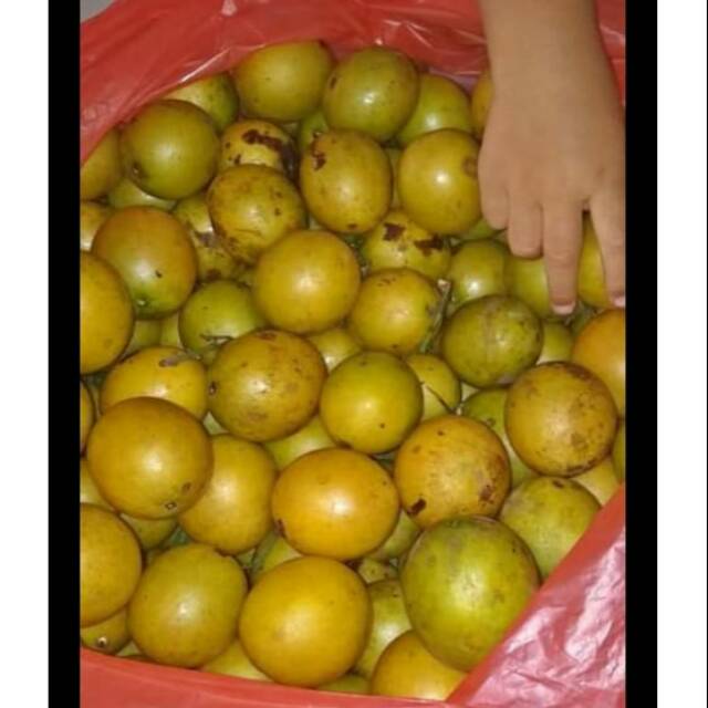 Buah jatake gandaria 1kg