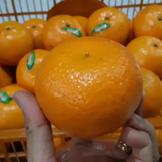 

Buah Jeruk Mandarin Kino Segar 1 Keranjang Harga Lebih Hemat dr Satuan