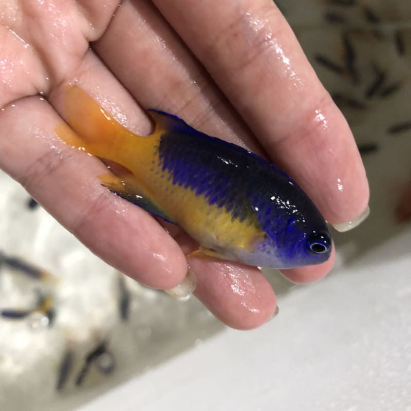 ikan hias laut podangan