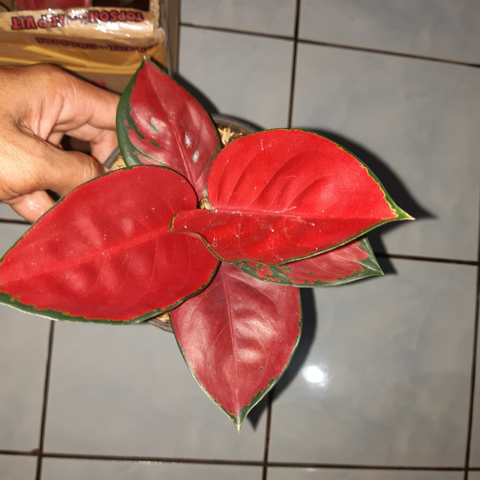 Tanaman hias suksom jaipong stang pendek