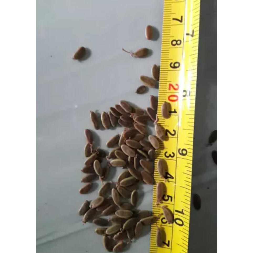 READY BIJI SENGON SOLOMON KEMASAN 1 ONS BIBIT / BIJI / BENIH NEW