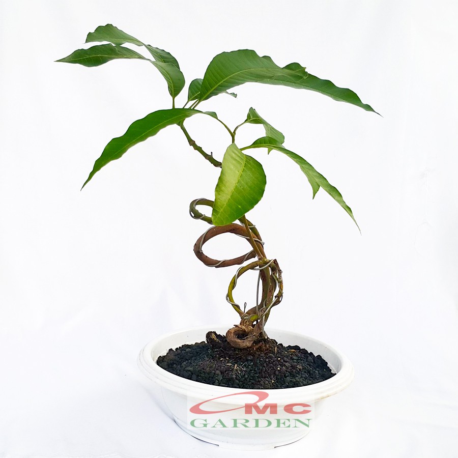 Tanaman Hias Pohon Bonsai Bonsae Mame Mangga B-MG-001