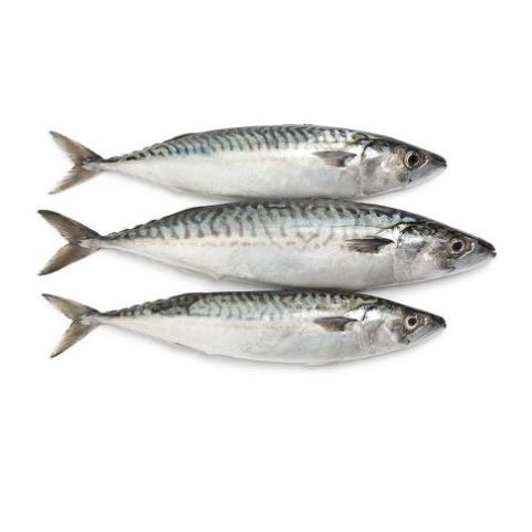 

Ikan Tengiri Fresh Kiloan Pasar Segar Depok