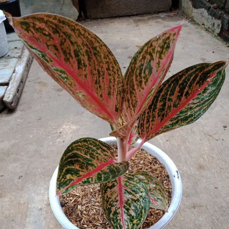 Jual bibit Aglonema Widuri/anakan/baby Widuri