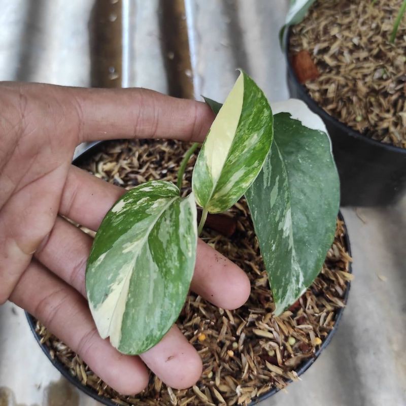 Monstera varigata/ bibit tanaman monstera epipremnum pinnatum varigata