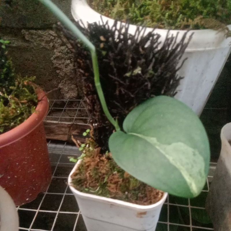 scindapsus Jade satin varigata putih