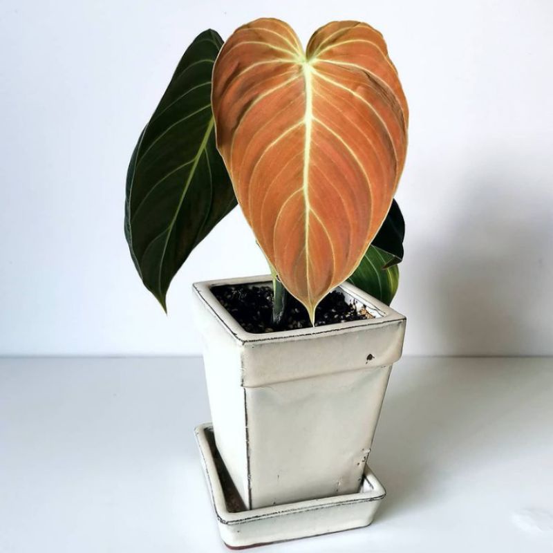 tanaman philodendron melanocrysum narrow melano