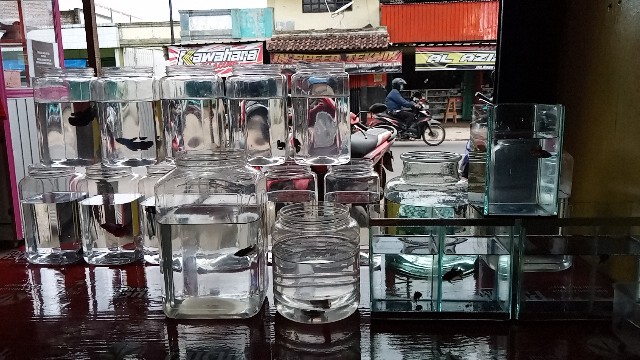 Toples 2 Liter Tanpa Tutup Eceran Terlaris / Toples Cupang