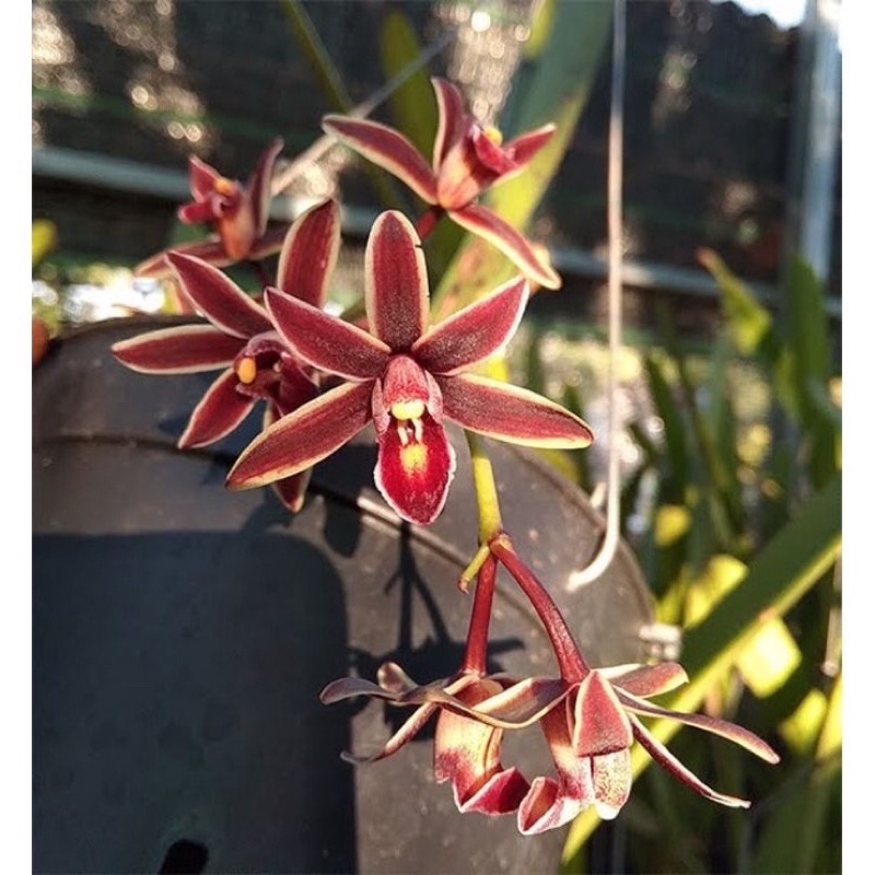 anggrek cymbidium bicolor