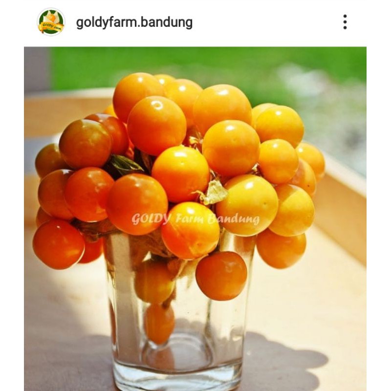 

goldenberry kupas/cenet kupas/cecendet kupas/ciplukan kupas/buah fresh