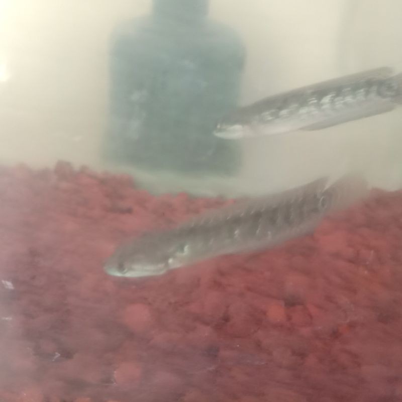 Channa Asiatica RSWS