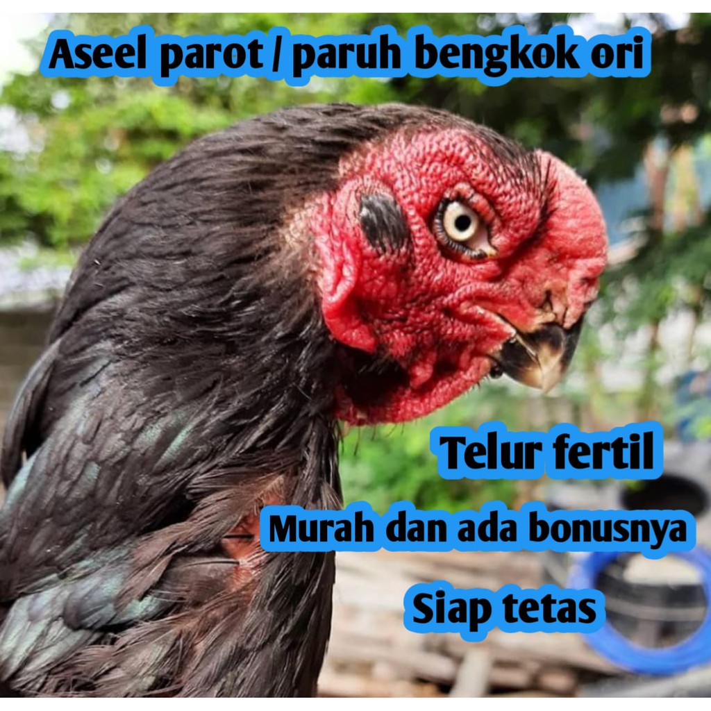 telur ayam bangkok aseel parot