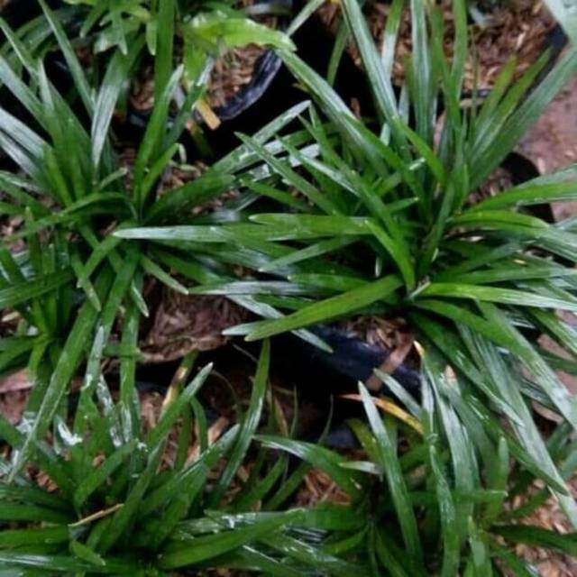 Tanaman hias kucai mini -  pengganti rumput -  kucai mini