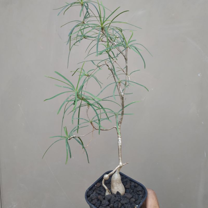 Euphorbia Hedyotoides Tanaman Endemik Madagaskar Caudex Size L