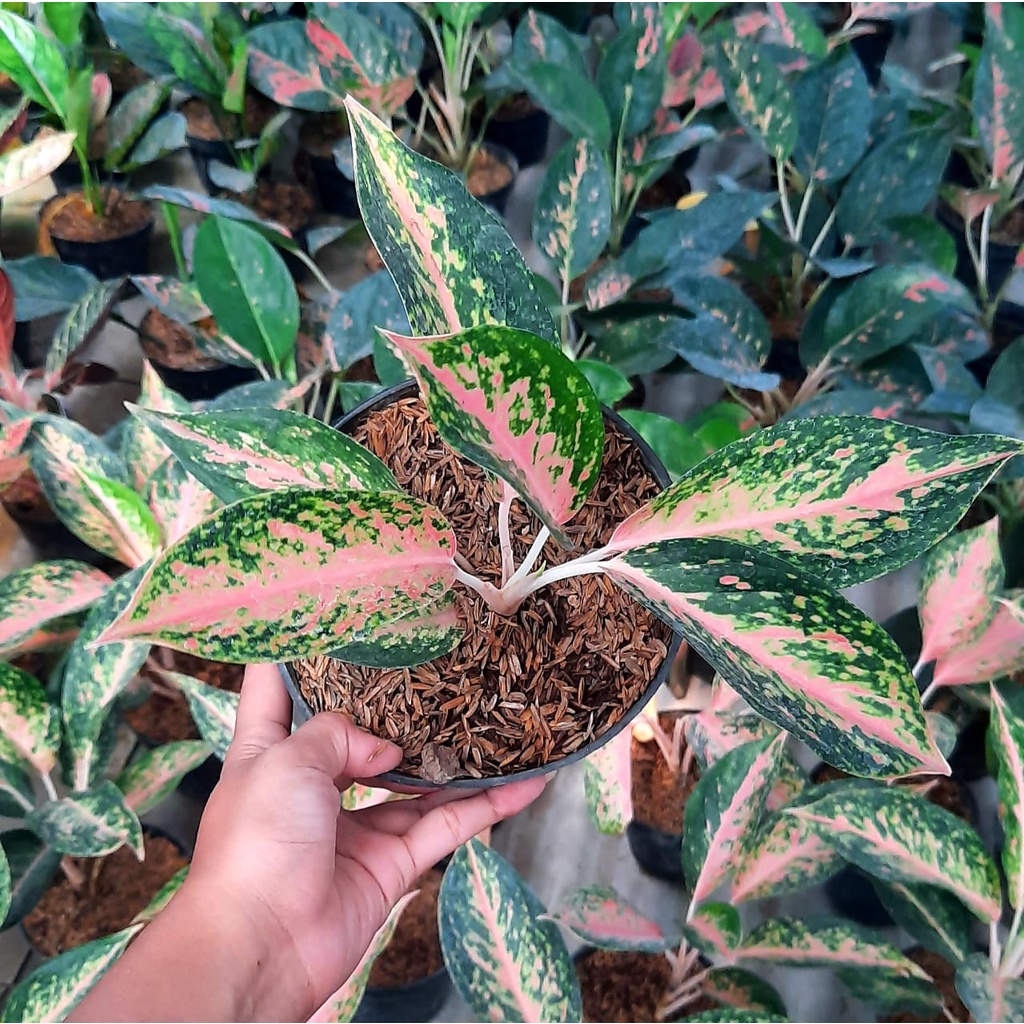 Aglaonema Silver Bell Tanaman Hias Aglonema Silver Bell Aglonema Murah