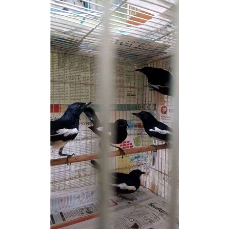 Kacer Daput Kalimantan , Body Big Grad A+