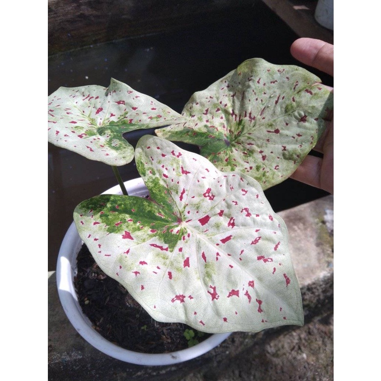 Tanaman Hias Caladium Keladi White Leopard Anakan Kirim dg Pot