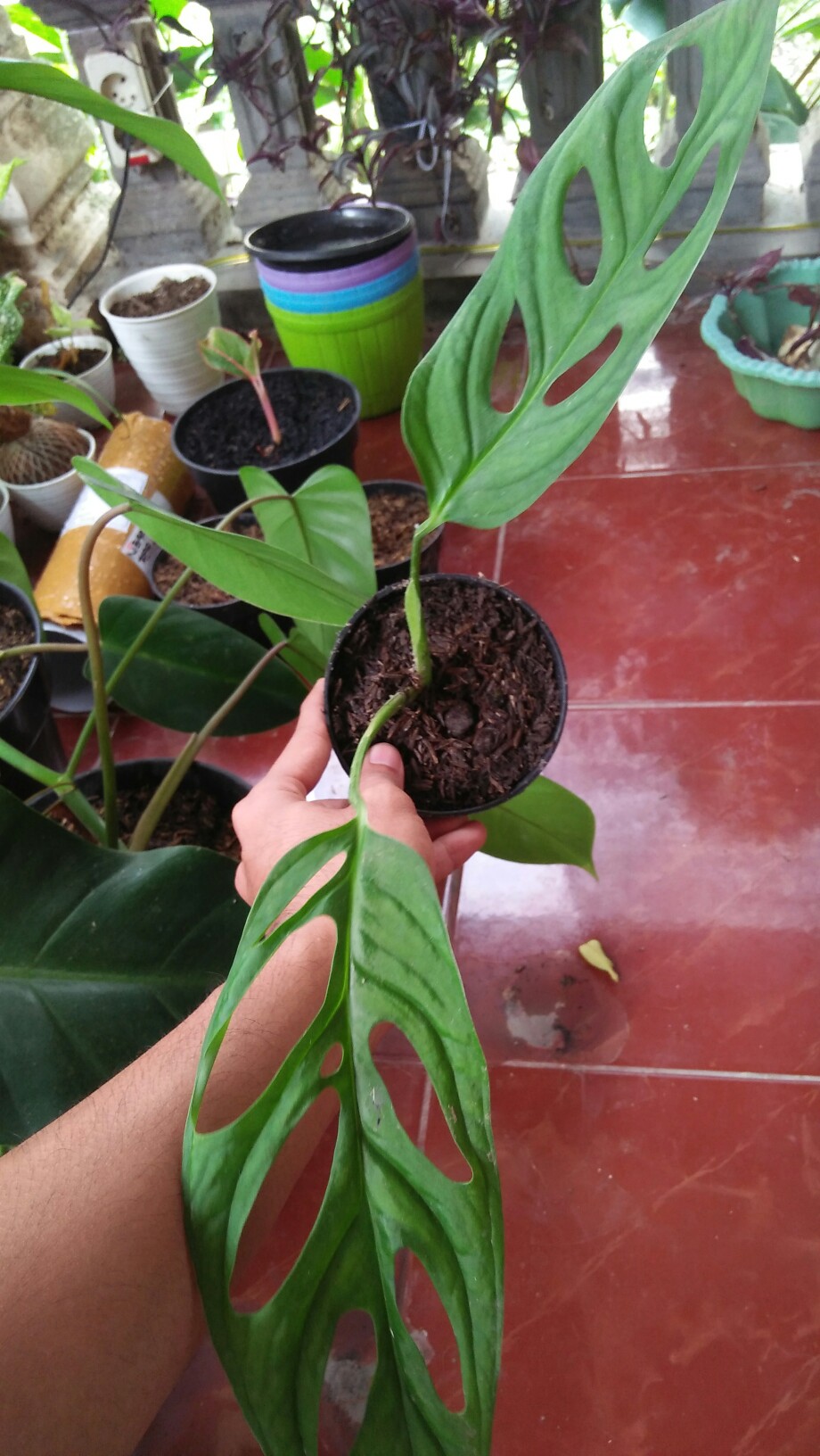 Pohon Janda Bolong Monstera Adansoni Accuminata Monstera Adansonii Acuminata