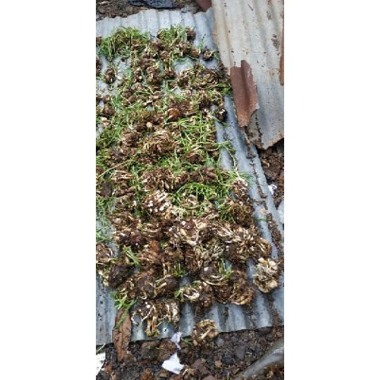 >COD.E-0662 1 kilo Umbi Bunga Sedap Malam free 5 Bunga Rain Lily Terlaris