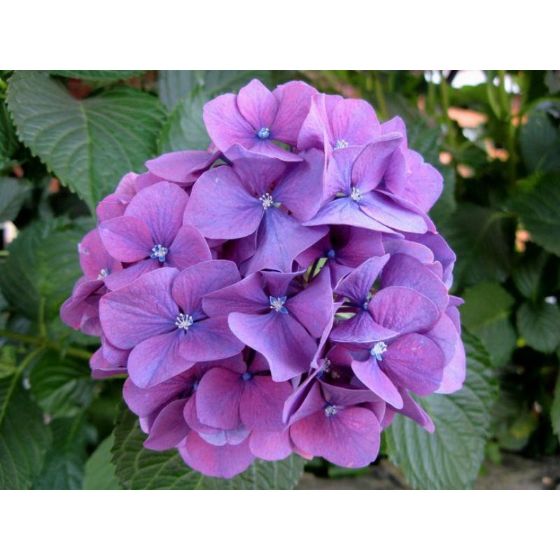 Tanaman Hias HIDRANGEA - BUNGA BRONDONG-HORTENSIA-TANAMAN HIDUP