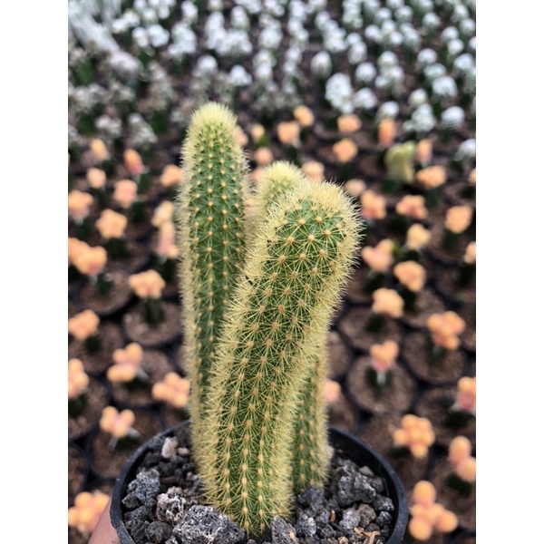 kaktus ekor tupai ownroot