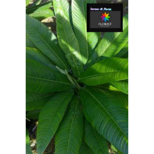 Philodendron linete(rinet)