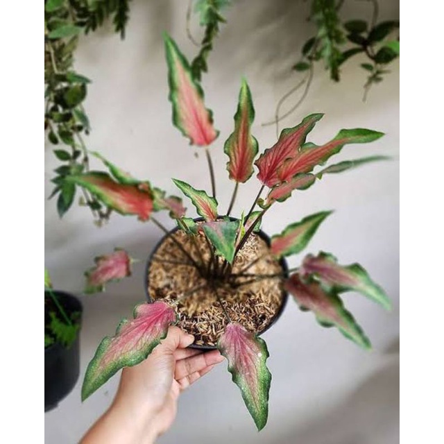 Tanaman hias keladi keris - keladi keris red ruffles