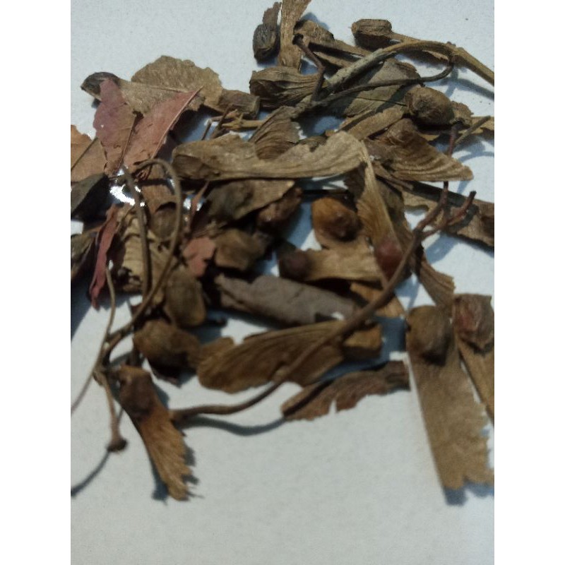 Biji / Benih / Bibit - Red Maple japanese for bonsai Seeds - Import