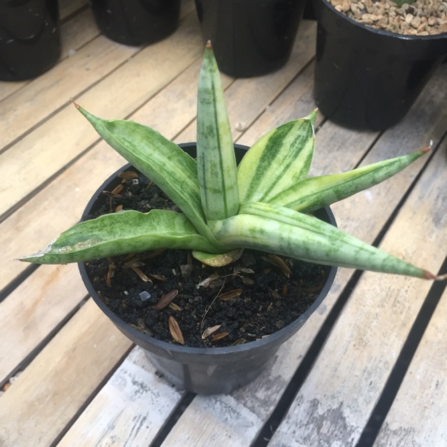 Sansevieria Boncel Variegata
