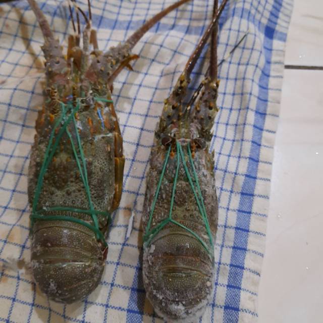 

Lobster size S isi 8 ekr