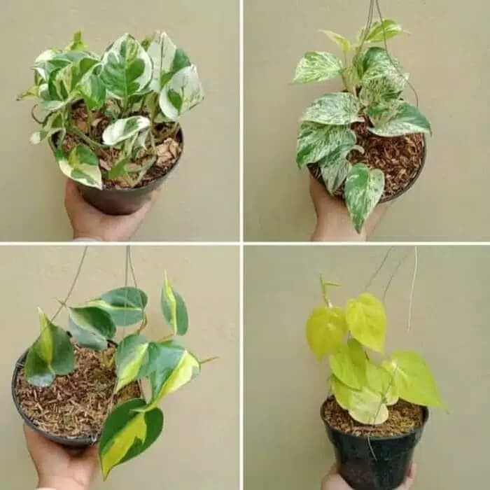 PAKET 4 TANAMAN GANTUNG | BIBIT TANAMAN GANTUNG