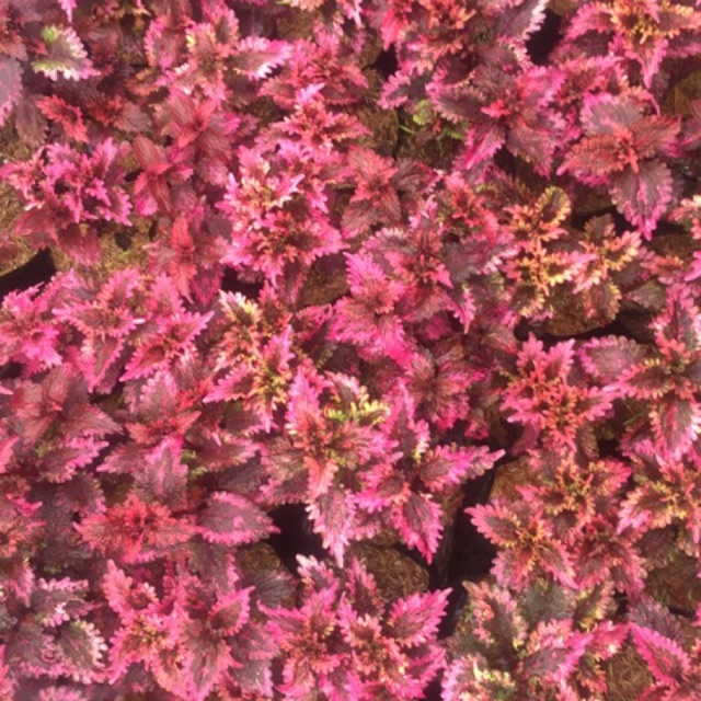 bibit miana iler coleus bent