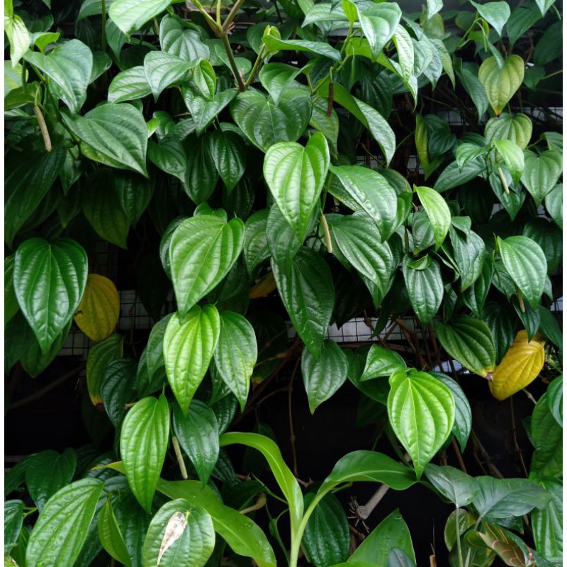 

Daun Sirih Segar Organik langsung petik dari pohon saat ada pesanan