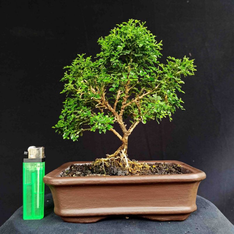 Bonsai Mame Small Tanaman Hias Pohon Kemuning Mikro Mini Unik
